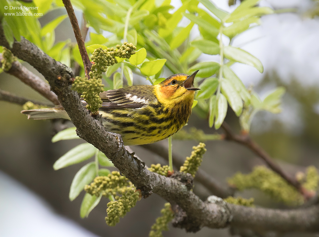 cape may warbler cp 2 1024 ws