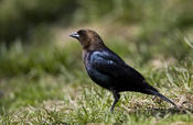 Brown-headed Cowbird