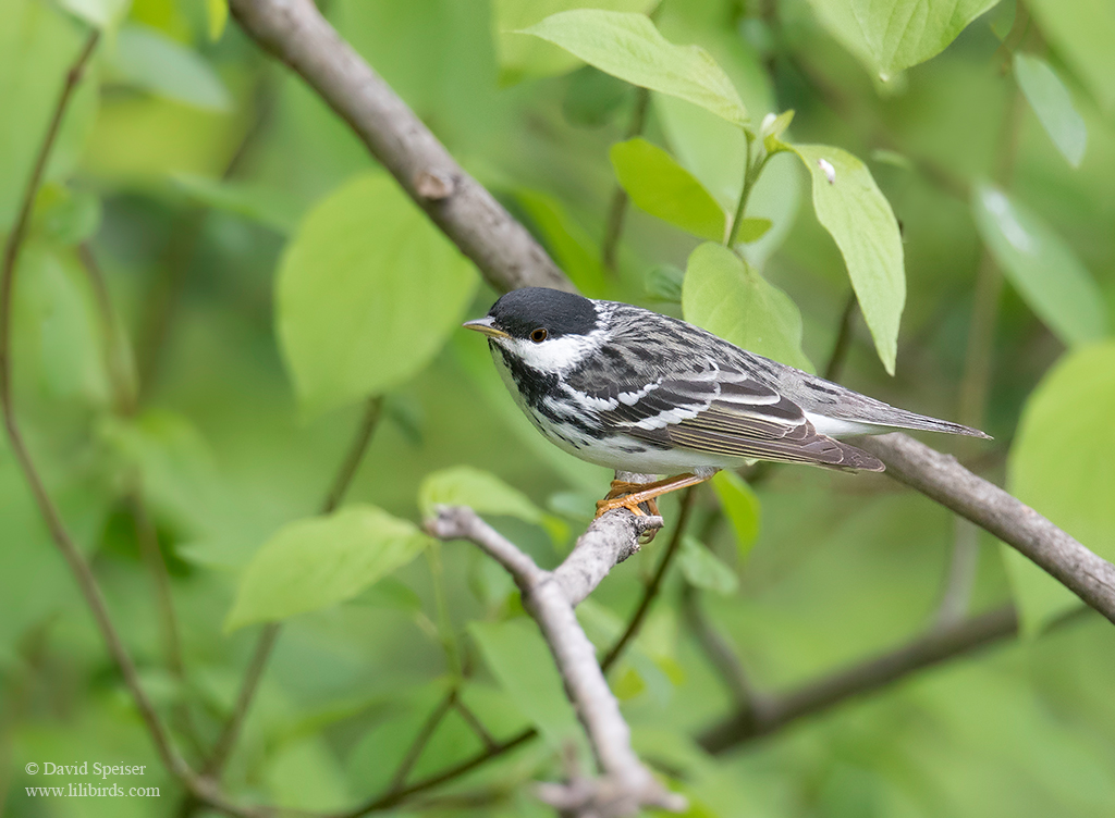 blackpoll 1 cp 1024 ws