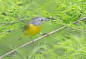 nashville warbler 2a 1024 ws