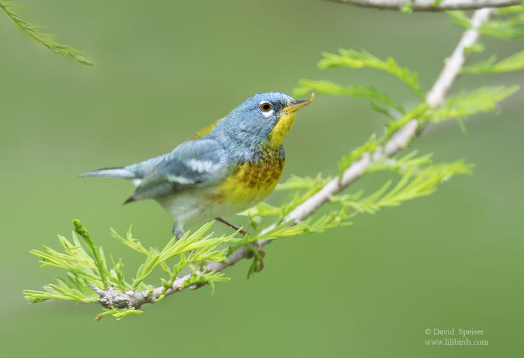 northern parula cp 1a 1024 ws