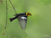 blackburnian warbler 2b cp 1024 ws