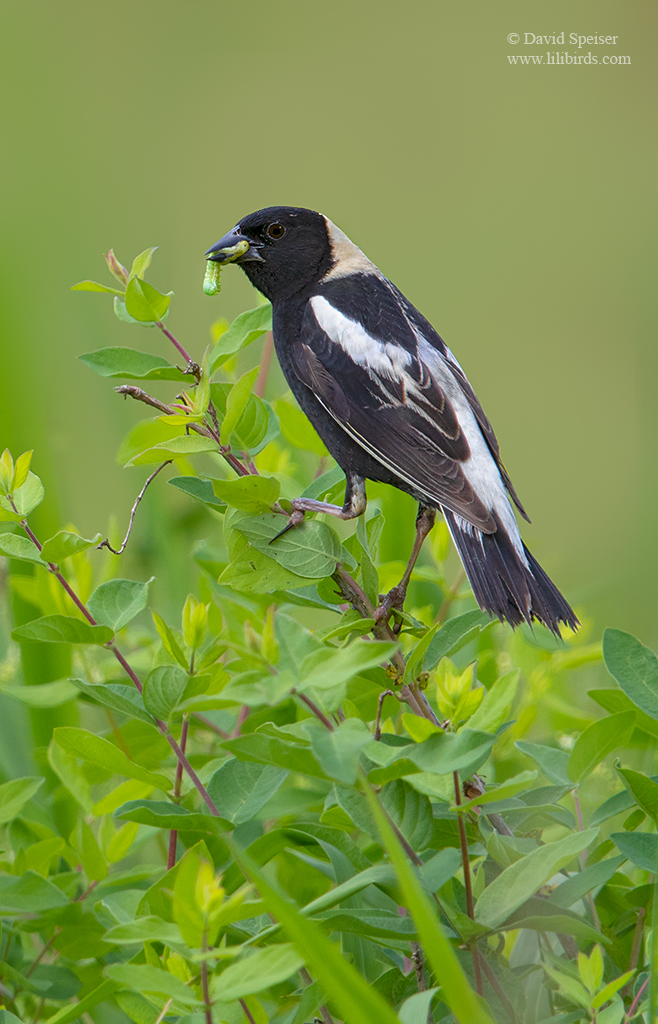 bobolink 1a 2018 1024 ws