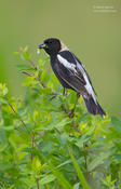 bobolink 1a 2018 1024 ws