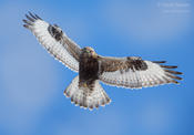 rough legged hawk dark 1 1024 ws