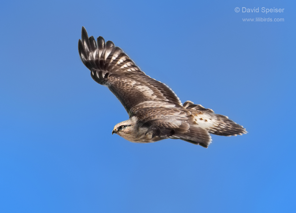 rough legged hawk light 4 1024 ws