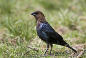 Brown-headed Cowbird