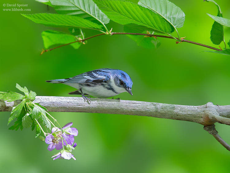 cerulean warbler fahn 2 1024 ws