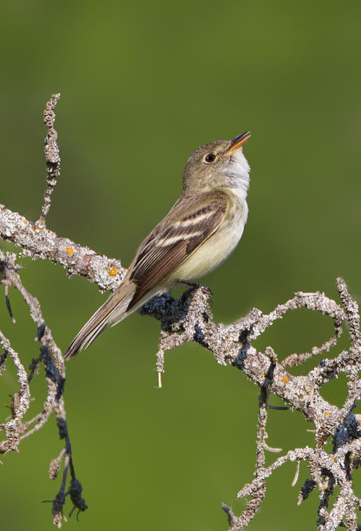 alder flycatcher 1 1024