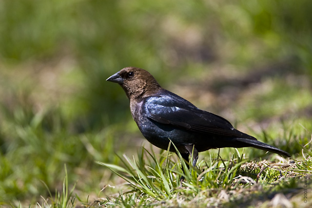 Brown-headed Cowbird