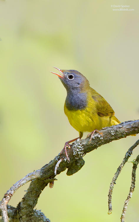 connecticut warbler 2 1024 ws