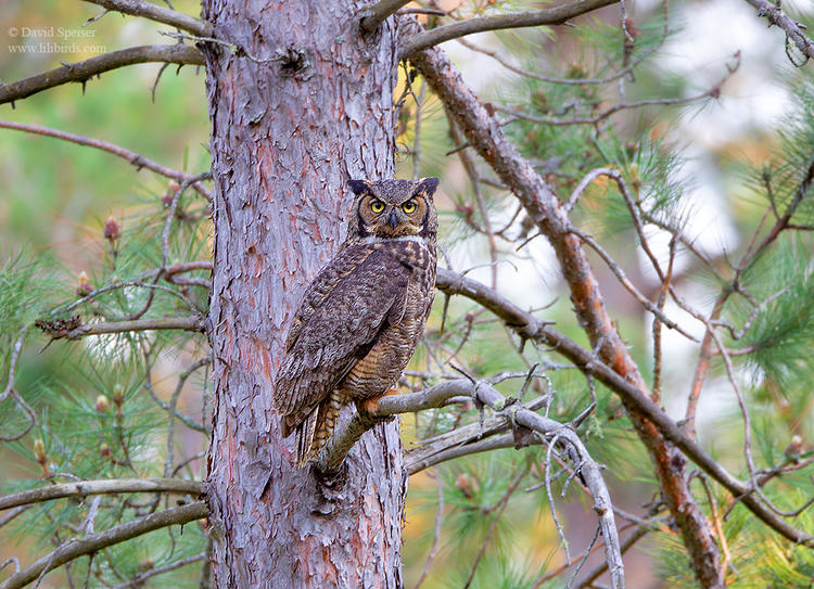 Great horned owl 1 mi ws