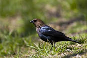 Brown-headed Cowbird