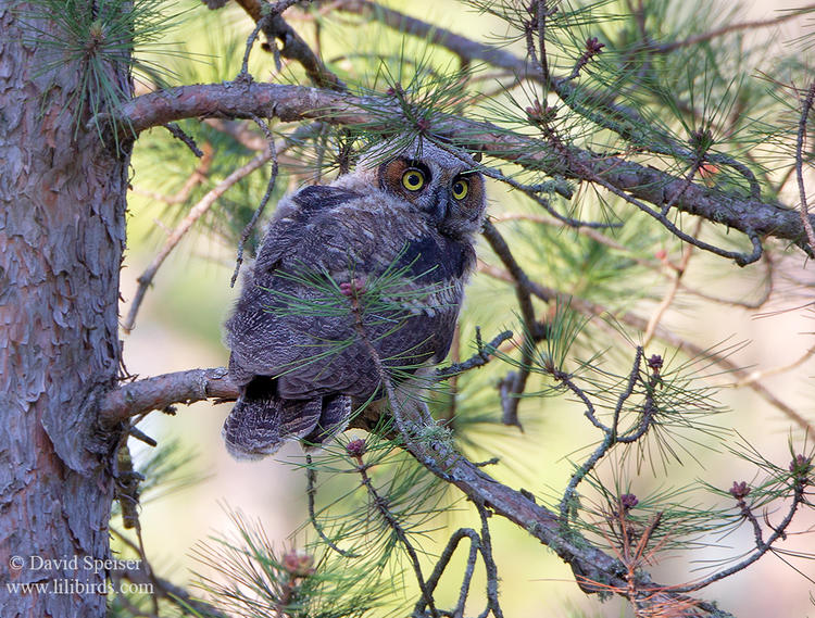great horned owlet 1 ws