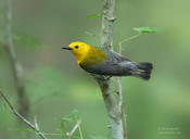 prothonotary warbler 1 nc 1024 ws