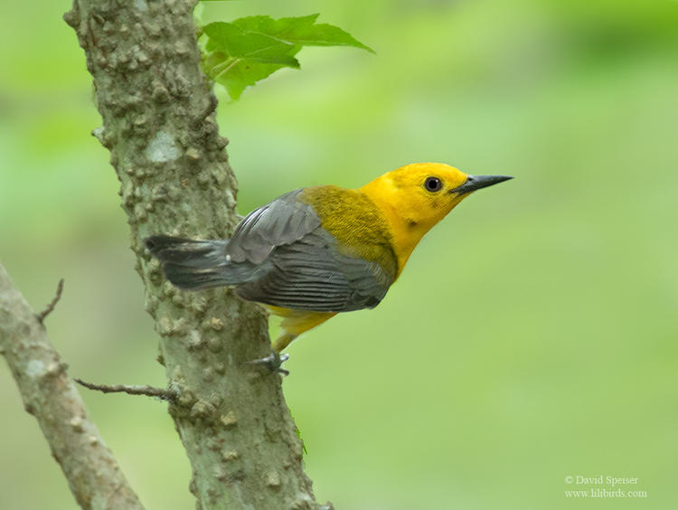 prothonotary warbler 2 nc ws