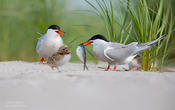 common tern family 1 1024 ws