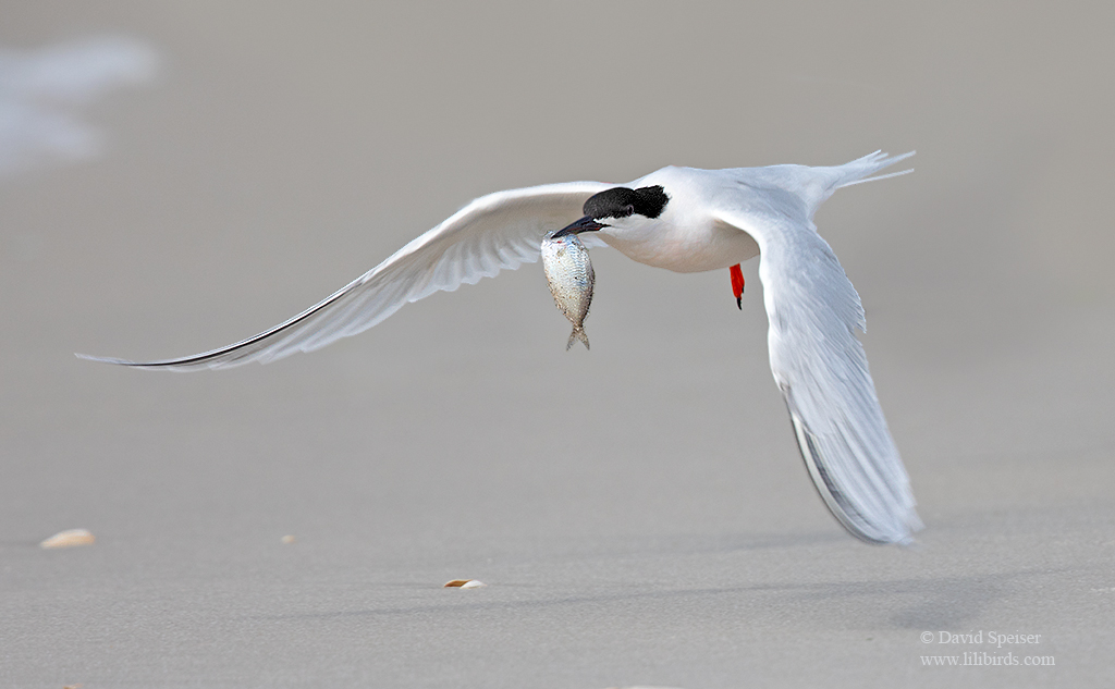 roseate tern 1 1024 ws