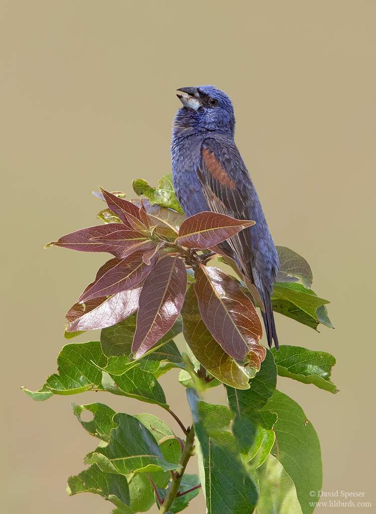 blue grosbeak 1a sc ws