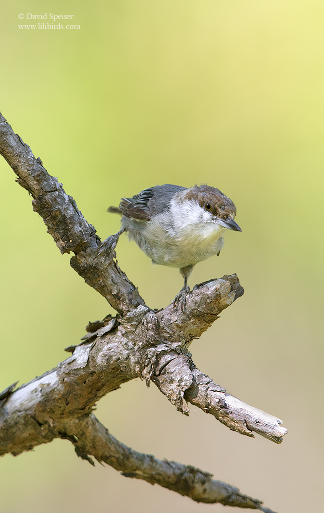 brown headed nuthatch nc 1a 1024 ws