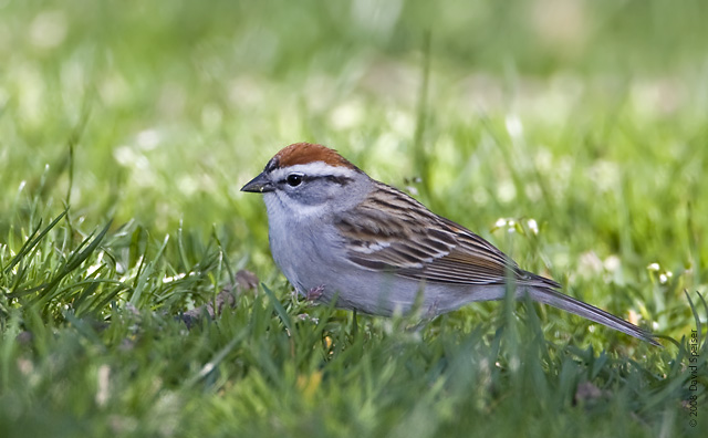 Chipping Sparrow