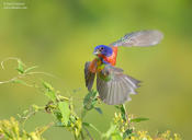 painted bunting sc 1a 1024 ws