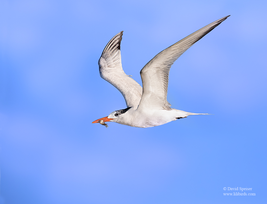 royal tern 1c 1024 sc ws