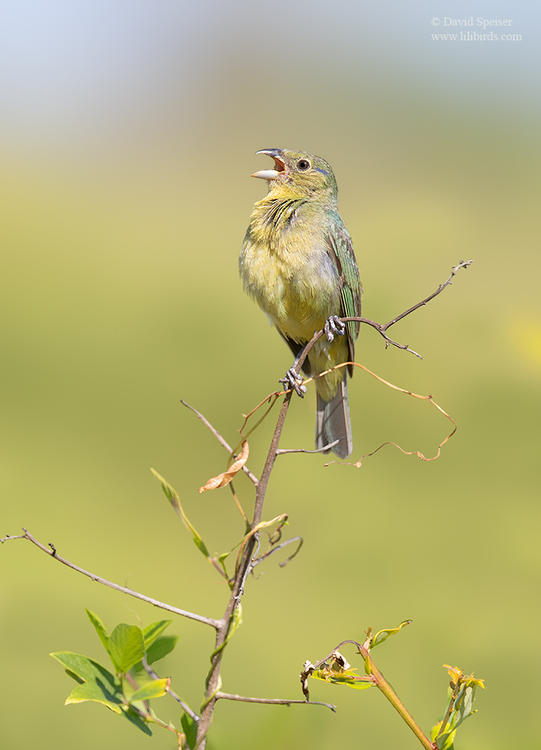 painted bunting ym sc 1 ws