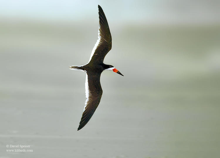 black skimmer 1 sc 1024 ws