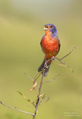 painted bunting 2a sc 1024 ws