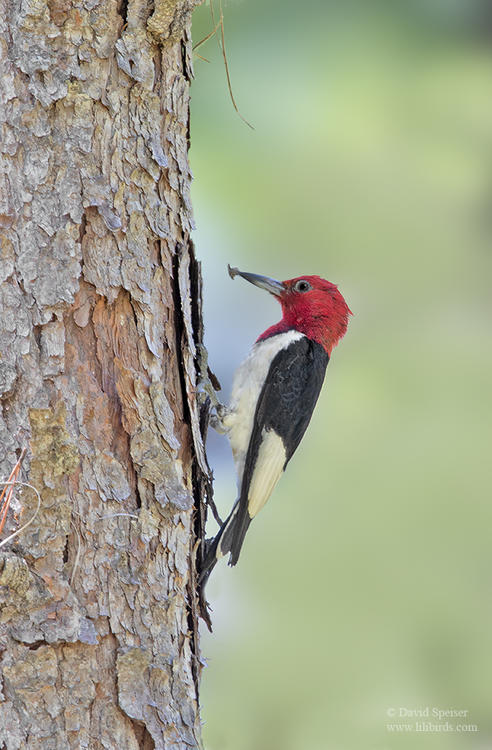 red headed woodpecker nc 1a 1024 ws