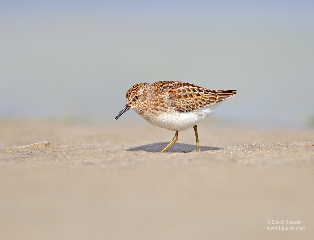 least sandpiper jb 1 1024 ws