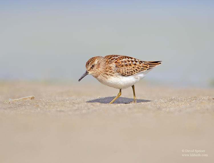 least sandpiper jb 1 1024 ws