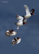 oystercatchers 1024 ws