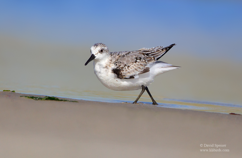 sanderling 1 jb ws