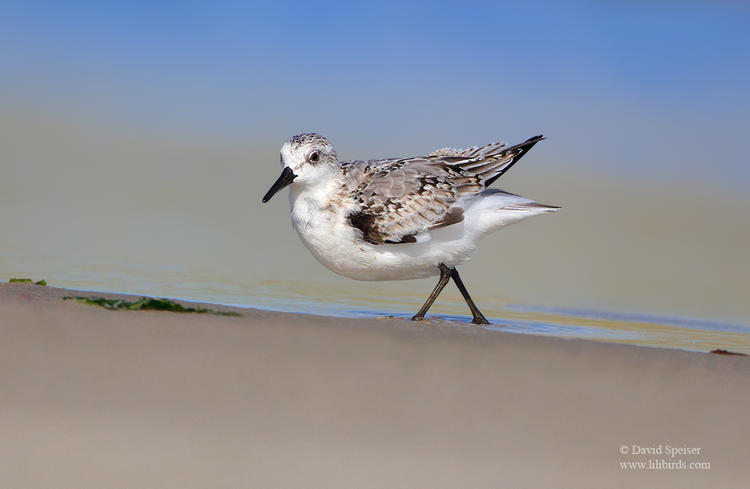 sanderling 1 jb ws