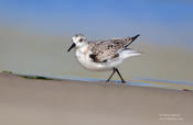 sanderling 1 jb ws