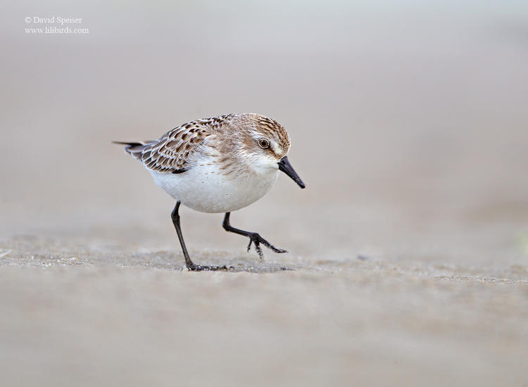 semipalmated sandpiper 1 jb 1024 ws