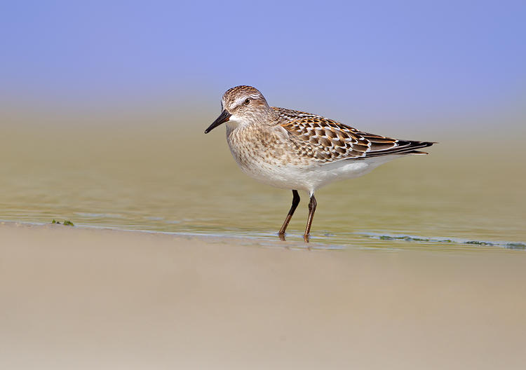 white rumped sandpiper 2 jb 1024