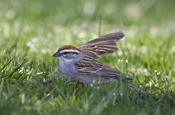 Chipping Sparrow