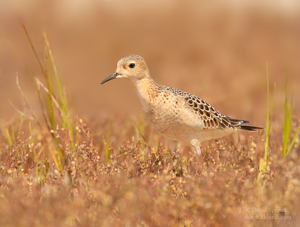 buff breasted sandpiper 4 1024 ws