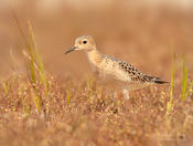 buff breasted sandpiper 4 1024 ws