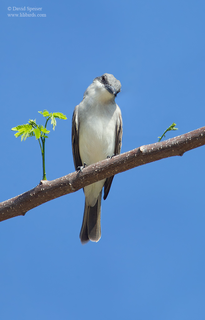 gray kingbird 1 1024 ws