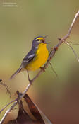 adelaide's warbler 1 1024 ws