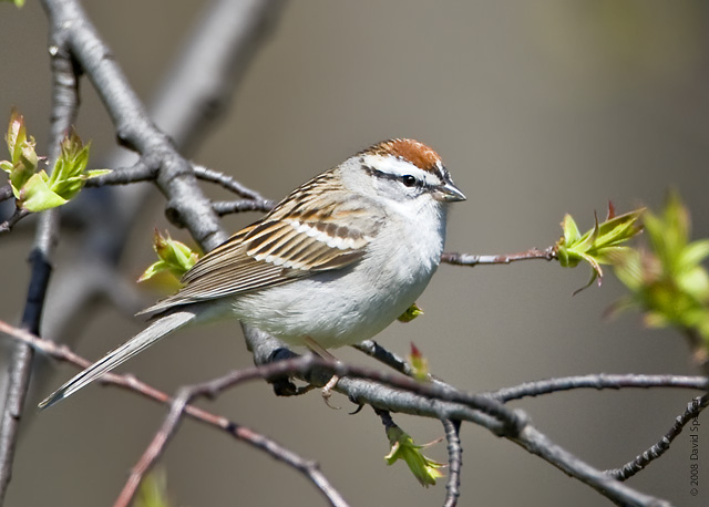 Chipping Sparrow