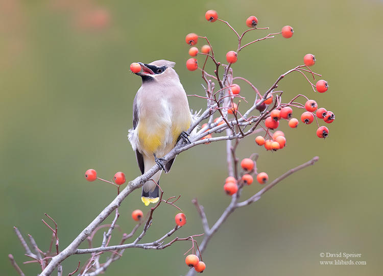 cedar waxwing 1 cp 1024 ws