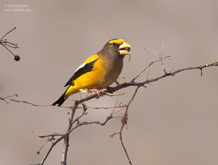 evening grosbeak 1a 1024 ws