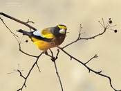 evening grosbeak 2a 1024 ws