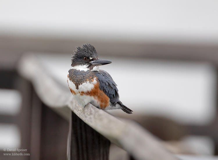 belted kingfisher  2 1024 ws