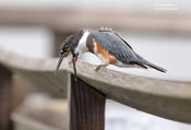 belted kingfisher 1 1024 ws